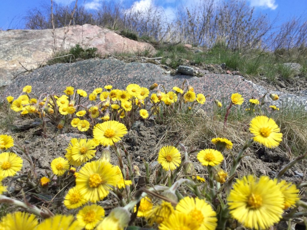 blommor