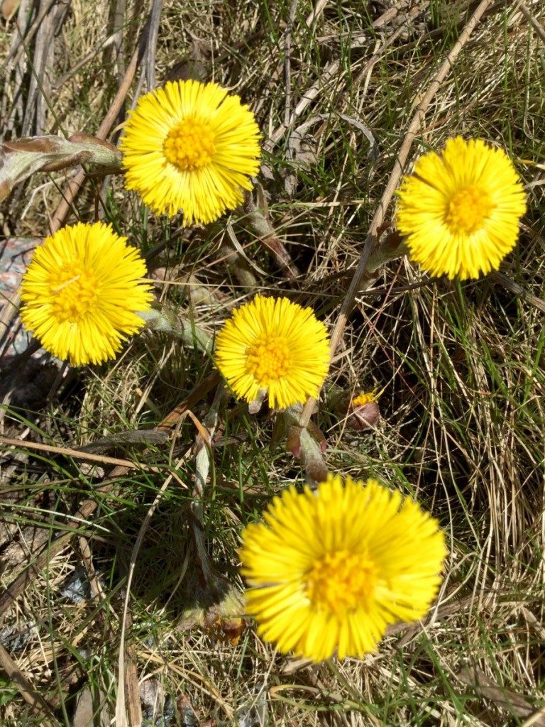 Blommor blommor