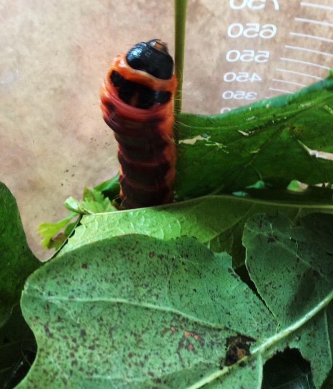 Tittar Insect Insekter